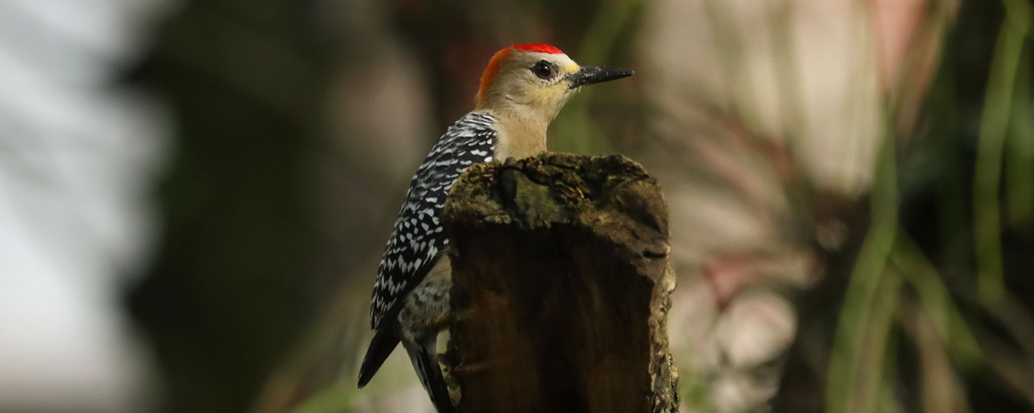 Las historias ocultas de las aves urbanas que habitan Univalle