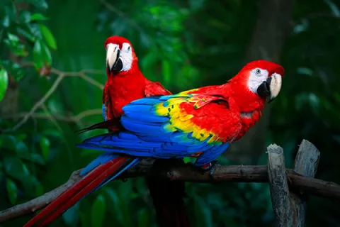 Las aves como integradoras de la paz con la naturaleza y la biodiversidad Univalle